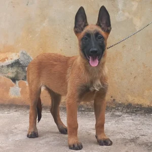 Fêmea Pastor Belga Malinois de Paudalho, Pernambuco.